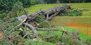 Collapsed Monterey Pine in 2015.