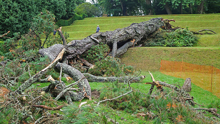 Monterey Pine in 2015 Monterey Pine in 2015
