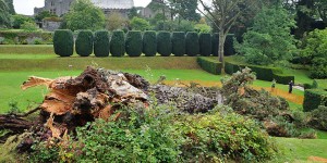 Monterey Pine falls in Dartington gardens