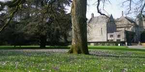 the oak surrounded by crocuses in spring