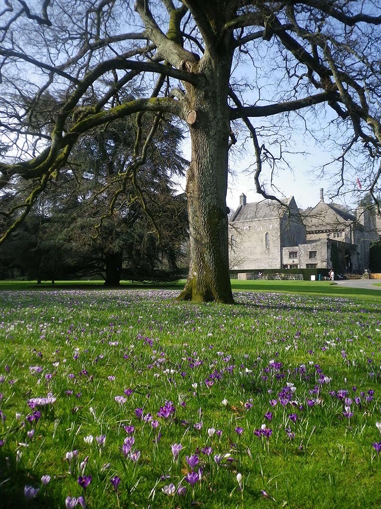 ‘Crocus circle’ oak tree succumbs to honey fungus