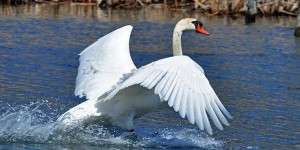 Mute swan