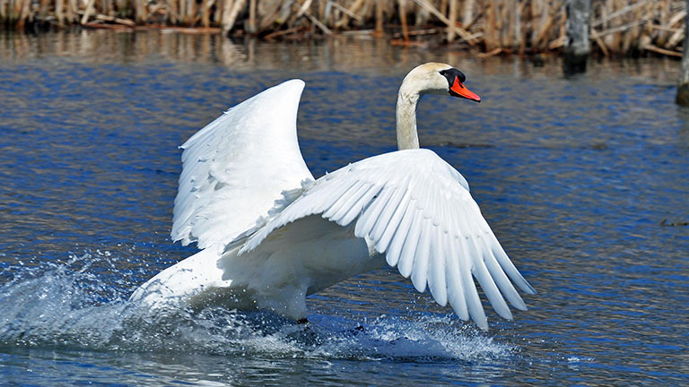 Conservation diary: Swan song