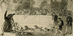 Bear baiting illustration