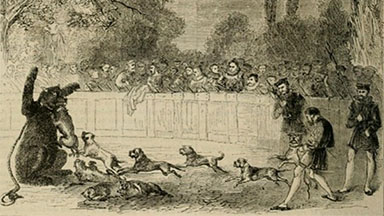 Gardens blog: Bear-baiting in the Tiltyard