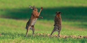 March hares (image: RSPB)