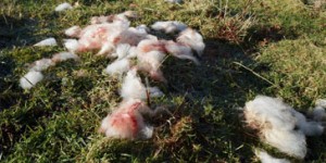 Bloodied sheep fur after attack on Little Bo People flock