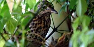 A thrush