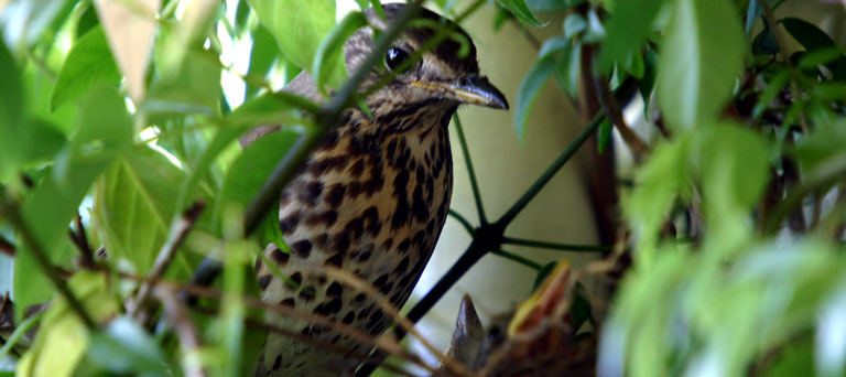 Conservation diary: Spring is on its way
