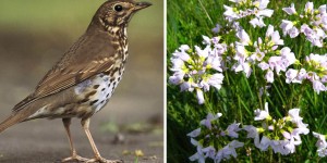 Thrush with spring flowers