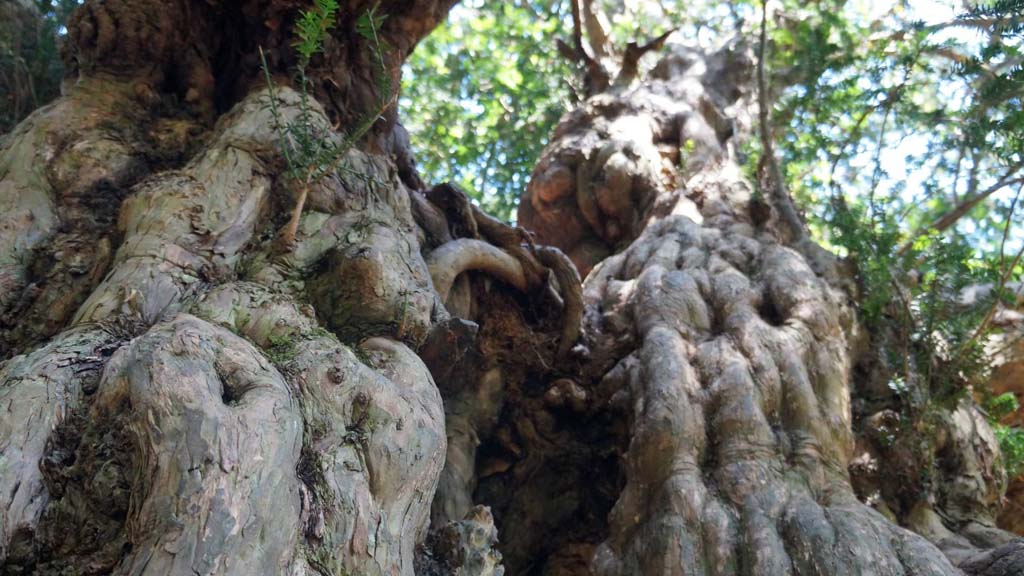 Gardens blog: Connecting Dartington gardens to the landscape beyond
