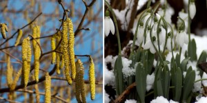 Catkins and snowdrops