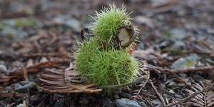 Sweet chestnut in Dartington’s gardens