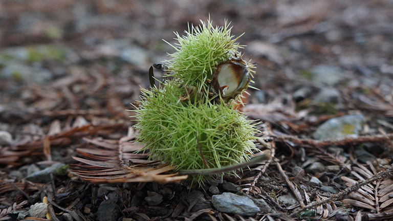 Conservation diary: First signs of autumn