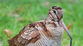 Woodcock