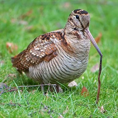 Conservation diary: Spotting a well-camouflaged visitor