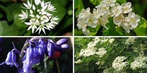 Clockwise from top left: Wild garlic flowers, white hawthorn, elderflowers, bluebells