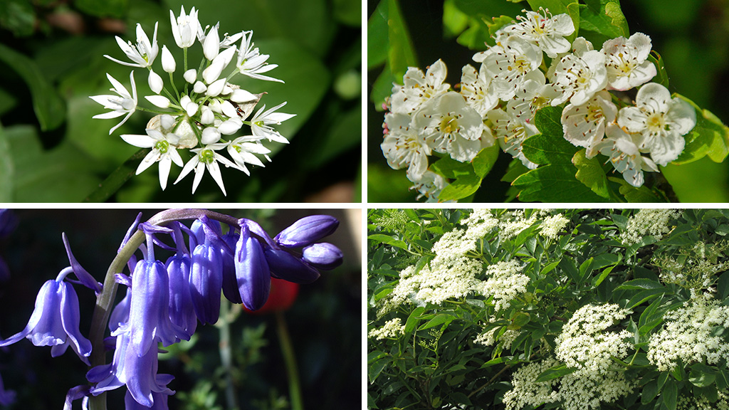 Conservation blog: Colour and perfume from the forest floor