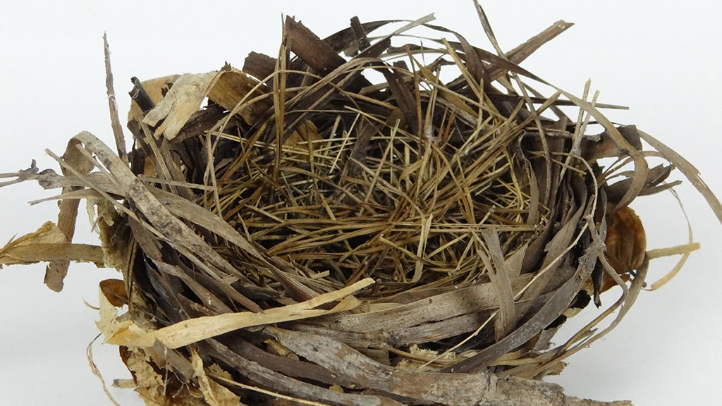Conservation diary: Ground nesting birds need your help!