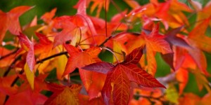 Leaves of liquidambar styraciflua (sweetgum or hazel pine) , found on the Great Lawn and Valley Field