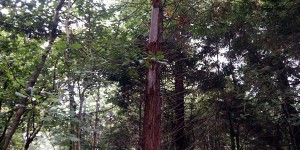 Redwood denuded by squirrels in North Wood