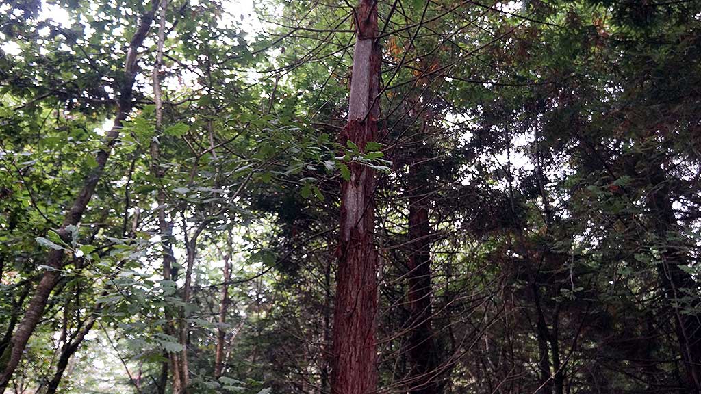 Action to protect trees, organic crops and biodiversity
