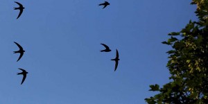 Swallows in flight. Image: RSPB