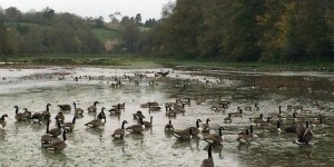 Canada Geese at Queen's Marsh