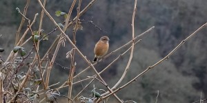 Stonechat