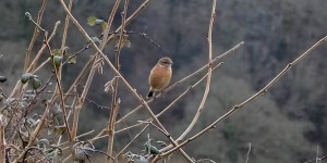 Stonechat