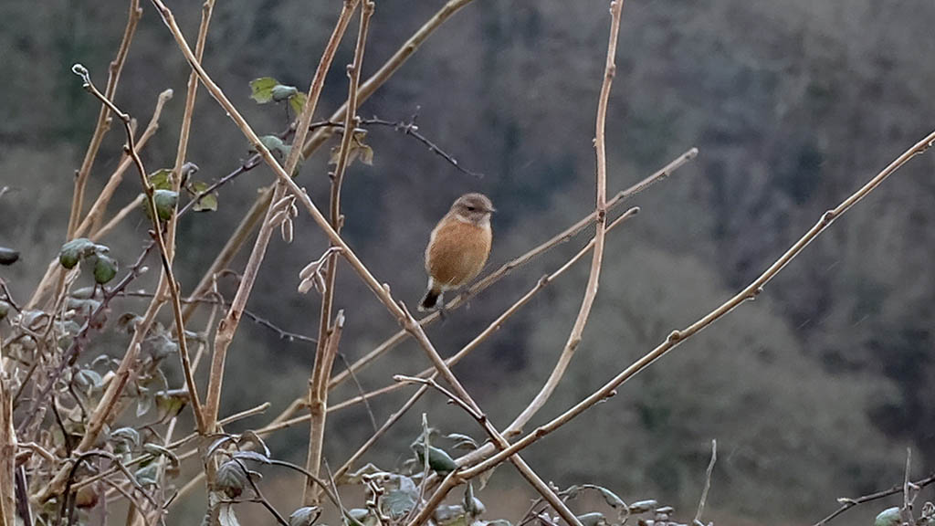Conservation Diary: Recognising the stonechat