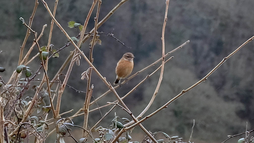 Conservation Diary: Recognising the stonechat