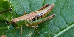 Meadow Grasshopper. Photograph taken by Vicky Churchill, Woodlands and Conservation Volunteer, in one of the grasslands on the Dartington estate