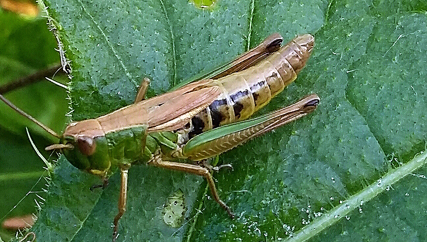 Conservation diary: Grasshoppers and other spring sightings