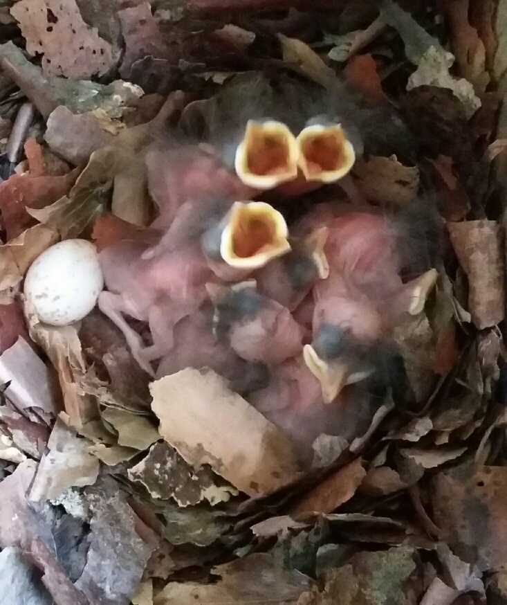 Blind and downy nuthatch chicks. Photograph: Vicky Churchill, Woodlands and Conservation Volunteer