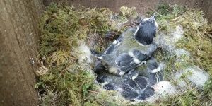 Great Tit sitting on her nest with chicks. Photograph: Vicky Churchill, Woodlands and Conservation Volunteer