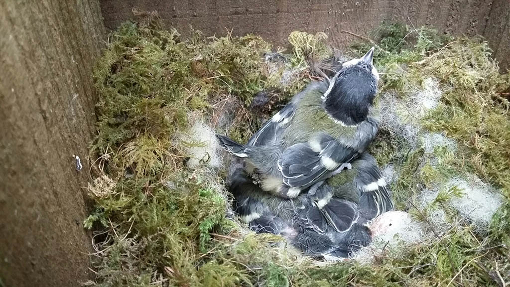 Great Tit sitting on her nest with chicks. Photograph: Vicky Churchill, Woodlands and Conservation Volunteer