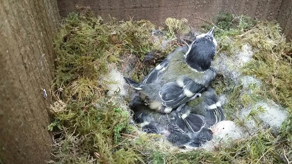 Great Tit sitting on her nest with chicks. Photograph: Vicky Churchill, Woodlands and Conservation Volunteer Great Tit sitting on her nest with chicks. Photograph: Vicky Churchill, Woodlands and Conservation Volunteer