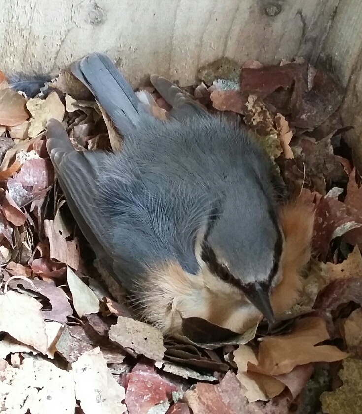 Nuthatch brooding. Photograph: Vicky Churchill, Woodlands and Conservation Volunteer Nuthatch brooding. Photograph: Vicky Churchill, Woodlands and Conservation Volunteer
