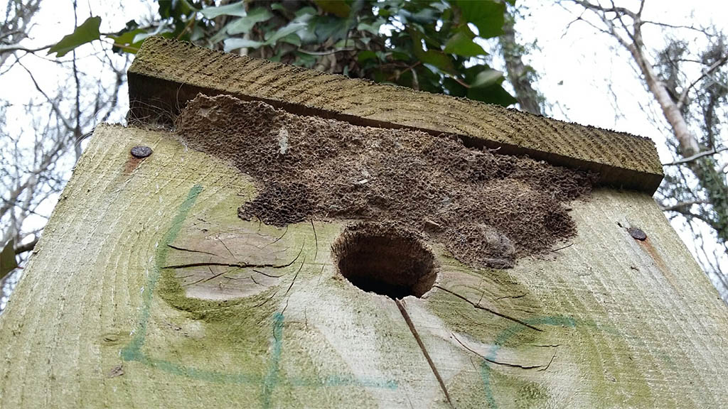 Nuthatch spit and mud seal outside nestbox. Photograph: Vicky Churchill, Woodlands and Conservation Volunteer Nuthatch spit and mud seal outside nestbox. Photograph: Vicky Churchill, Woodlands and Conservation Volunteer
