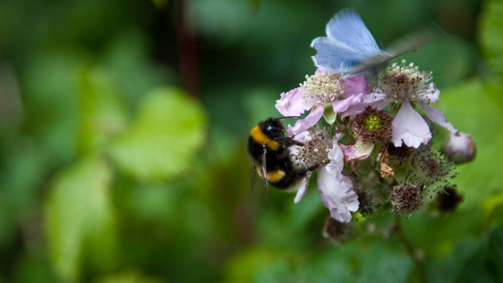 BEE BEE