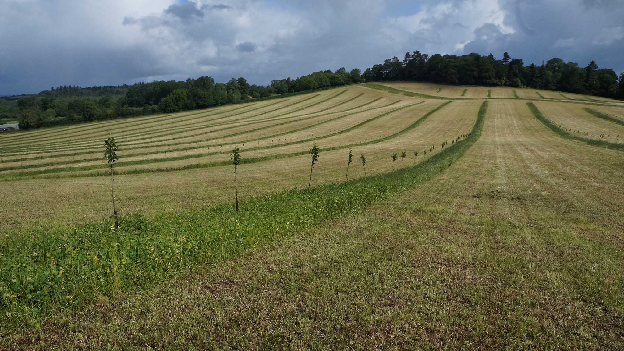Agroforestry on farms essential to improve productivity and environmental protection