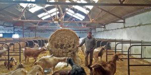 Jon Perkin and his goats at Dartington Dairy