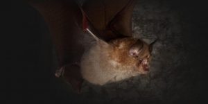 Greater horseshoe bat (image: Devon Greater Horseshoe Bat Project)