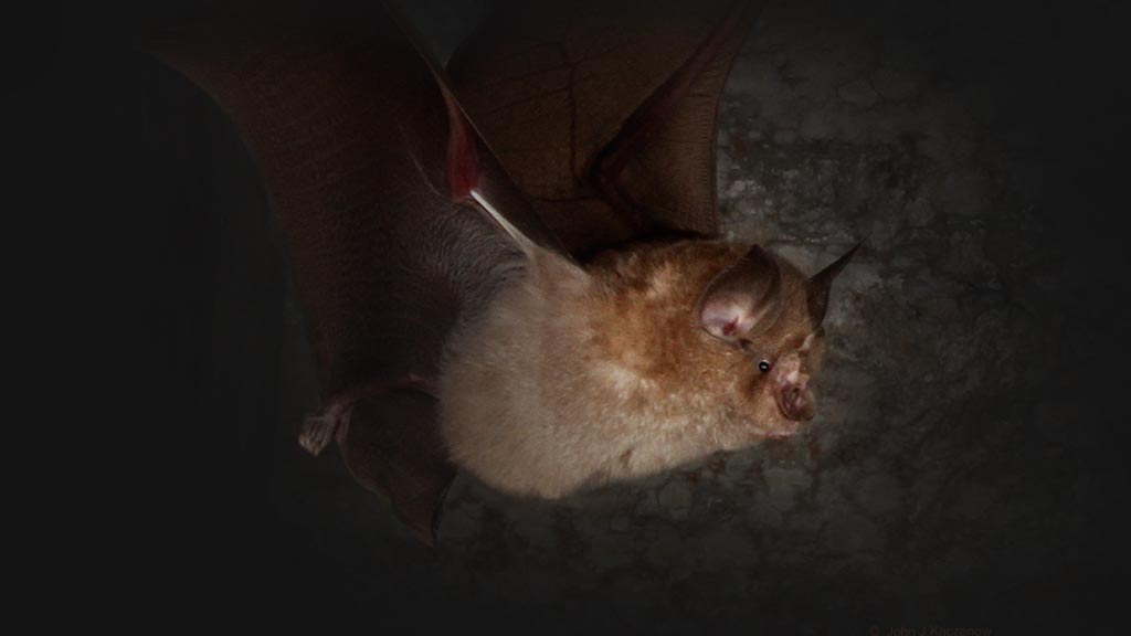 Survey shows Dartington estate home to wide range of bat species