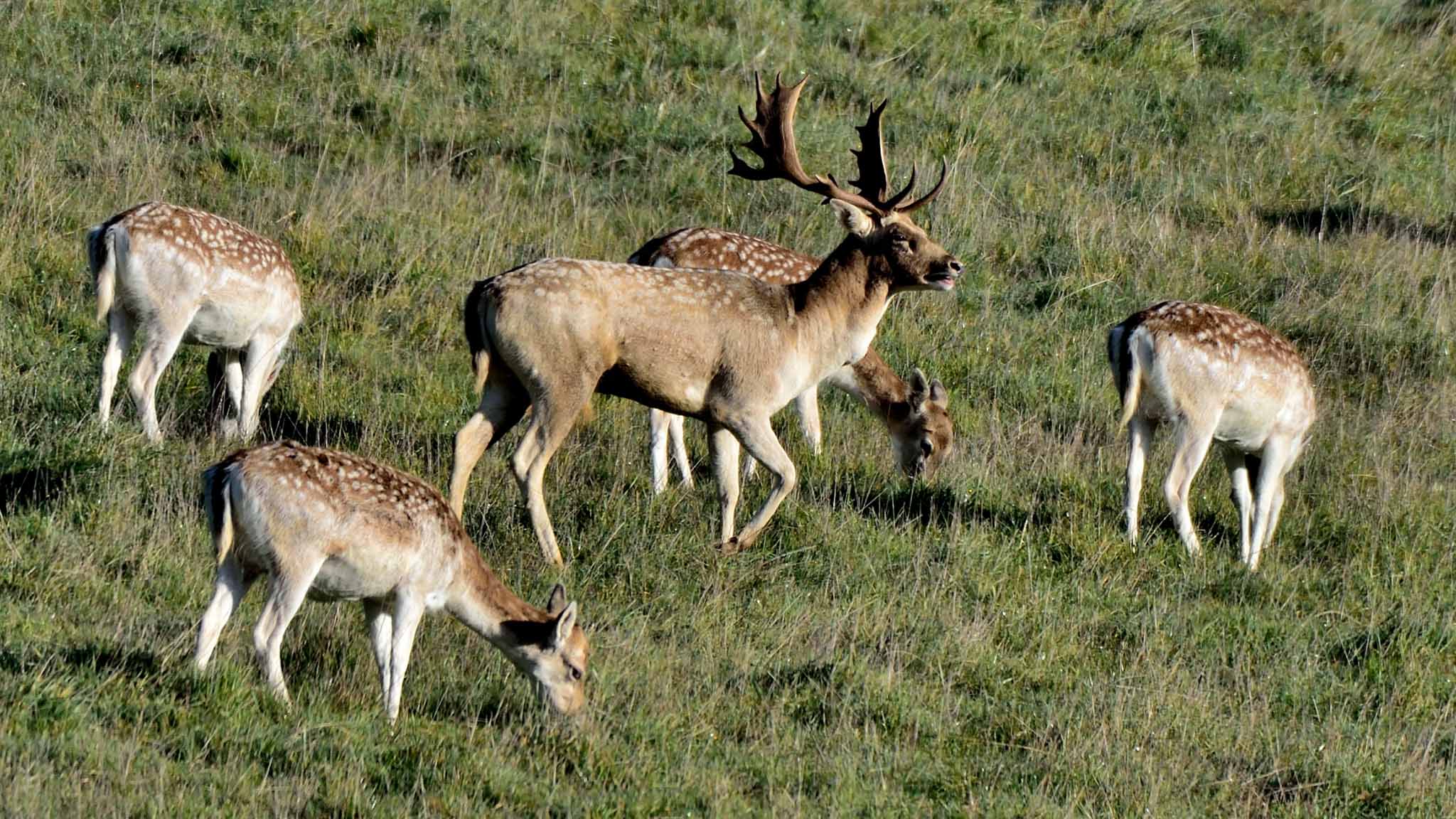 Deer at Dartington Deer at Dartington