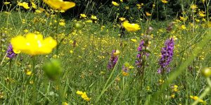 Dartington wildflowers