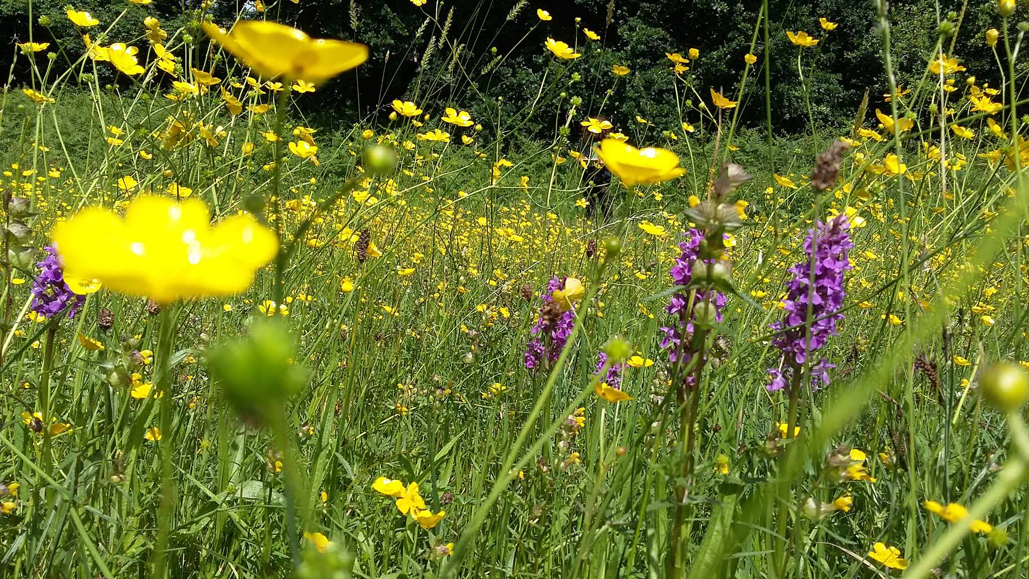 wildflowers at dartington