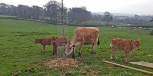 Cows around a Cactus Guard on Plum Plot