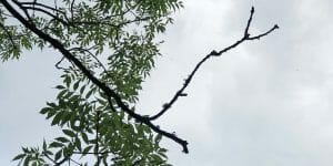 ash dieback at dartington